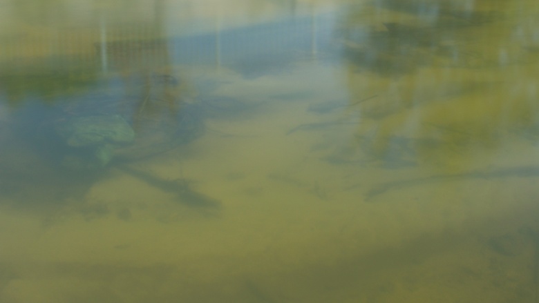Die Bode in Staßfurt 2019